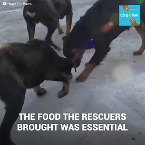 Someone abandoned these three pups without food. Hoping they wouldn’t survive. However, their evil would fail. The father, mother and pup were abandoned in the trash. And, together until the end, resisted the harsh conditions humans forced upon them. Help us rescue more animals by clicking here: https://www.hopeforpaws.org/donationrecurring | Meow Meow