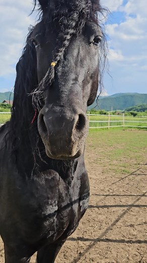 Ochii mei blânzi 🥰🖤🫶🏼 #reels #equestrian #equestrianlife #horse #horsesofinstagram #horseriding #horsepower #horsemanship #horselove #horselover #horsephotographer #horsejumping #horseart #horsenation #horseportrait #horseblog #horseloversofinstagram #horsestyle #fashion #men #trending #cool #pakistan #traditional #culture #beautiful #instagram #instagood #horse #horses | Micandra Dudău