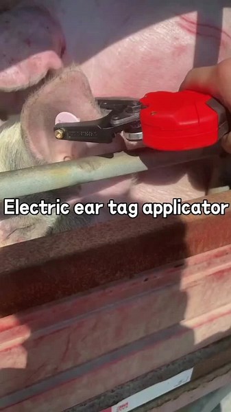 Electric ear tag applicator @#livestockequipment #cattlefarm #sheepfarm #pigfarm #livestocksupplies #agriculture