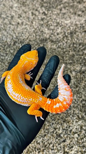 Red Diamond / Clown line Tremper ph Eclipse