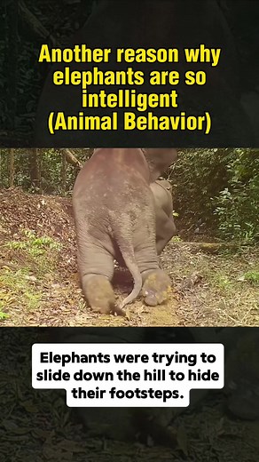 Exploring Elephant Intelligence: Nature's Remarkable Creatures