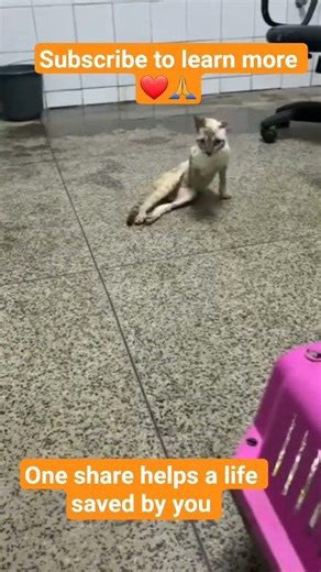 help please #baby #cute #cat #shortsfeed #kitten #adoptstrays #youtube #explore #meow #career