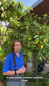 1.9K views · 55 reactions | The dwarf ylang-ylang (Cananga odorata) gives off a strong sweet scent with a fruity note that is widely used in perfumes and used to be the main ingredient in one of the most popular perfumes in history. Learn more about the plant currently in bloom by Fogg Café from Donnamarie, Educator II. | Naples Botanical Garden | Facebook