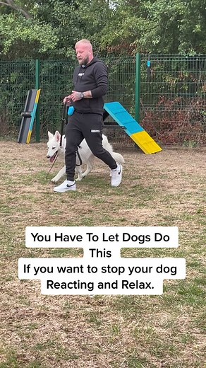 How to Calm Down a German Shepherd: Letting Your Dog Sniff