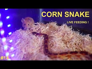 LIVE FEEDING - Corn Snake has to CHASE and HUNT DOWN a mouse after missing his first strike !