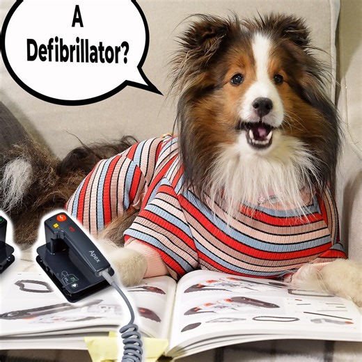 7.3K views · 576 reactions | The kids are trying to figure out why Walkie Talkie is such a "stupid" word (as Biscuit would say)! "A Defibrillator???" ❤️ a hilarious Biscuit Talky with these crazy talking dogs! Only on Cricket "the sheltie" Chronicles e240 | cricket.chronicles | Facebook