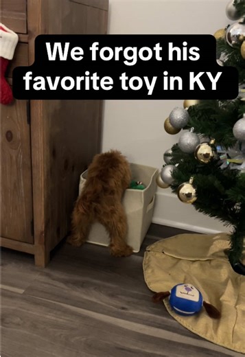 Needed cuddles to process the trauma after this. #richardthecavapoo #kingrichard #funnydogvideo #puppy #cavapoo