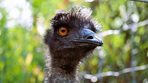First monkeys, now emus: Officials confirm emus are on the run in SC