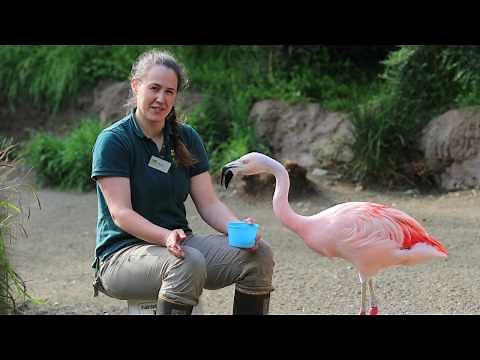 Chilean Flamingos: Animal Spotlight with Keeper Joanna