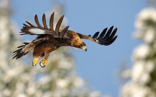20 datos que probablemente no sabías del águila real, ave nacional de México