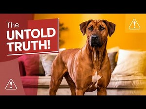 Is The Rhodesian Ridgeback The Perfect Family Dog?