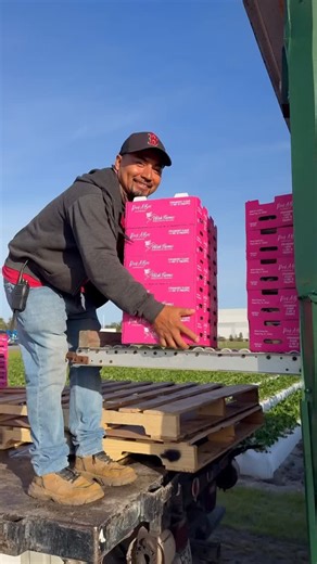 Wish Farms on Instagram: "An inside look from the farm at pineberry harvesting! 🩷🍓 Pineberries are a cross between the Japanese white strawberry and a Florida red strawberry. Fully ripe and ready to eat, their white to blush color comes from a lack of anthocyanins - the pigment that gives strawberries their bright red color. Like their appearance, the flavor of the Pineberry is truly unique! They have the sweetness you love in a traditional strawberry, with notes of pear and apricot. 🌴✨ #pine