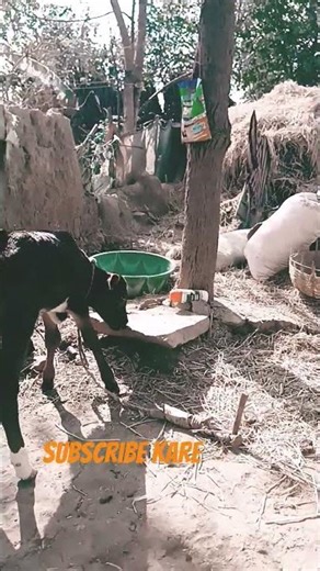 #maya hoge maye #new muvio song maya maya hoge #golden dream love #youtuve short video ‪@bhawandhu‬