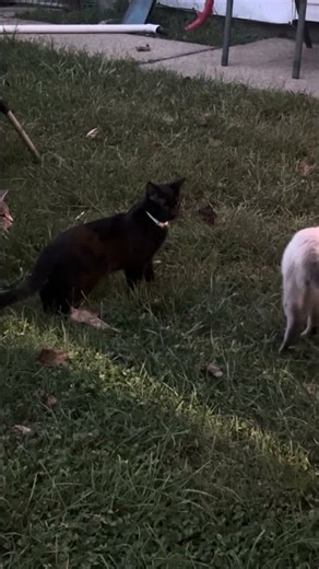 Los novios🐈‍⬛😘😘