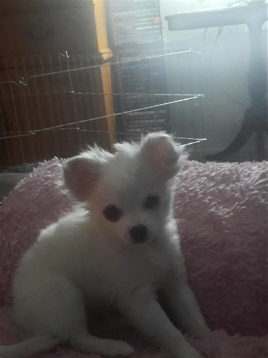 Tinkerbell 1 1/2 pounds and 3 months old full of love ❤️ #rescued