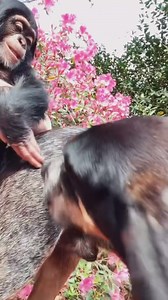 #dog #petthatdog #hound #hounddog #chimp #chimpanzee… | Animals Queen