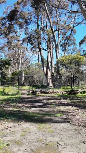 Spring at Woodlands Historic Park, Melbourne 001