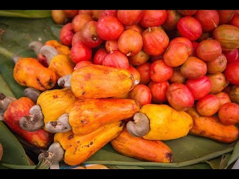 Cashewnut Harvesting and Processing - Cashew Nut Harvest