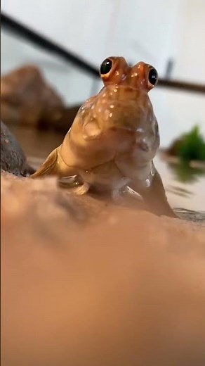 Mudskipper The Fish That Walks on Land 🌊🐟 #natureismetal