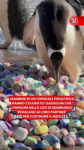 Allo zoo di Edimburgo i pinguini Papua stanno iniziando la stagione degli accoppiamenti. Per il quarto anno consecutivo i bambini ricoverati nell'ospedale pediatrico della città hanno dipinto dei sassolini per loro, così che i piccoli animali possano regalarli ai loro partner per costruire il nido. I pinguini cercano di conquistare il partner perfetto offrendo il sassolino più bello che riescono a trovare. Quest’anno la colonia aveva davvero l’imbarazzo della scelta: oltre 1.000 sassolini decora