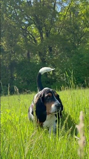 🐾 Basset Hound Brothers Playing! 🌾 | Cute Dogs in Tall Grass