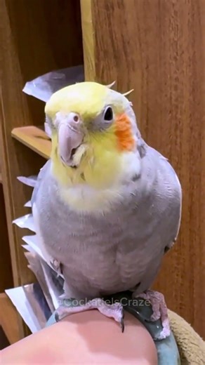 Adorable novice Cockatiel performing the Cookie song 🦜🎶🥰 #cockatielscraze