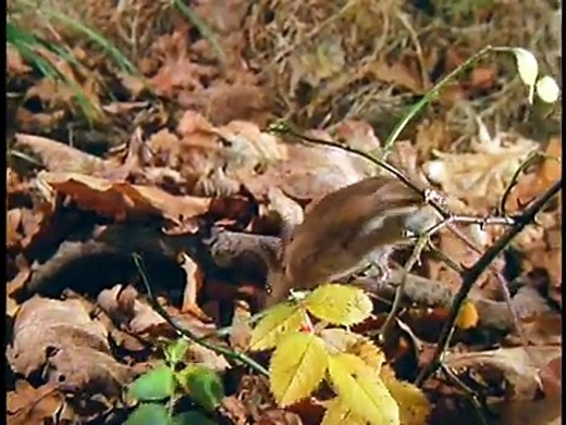 Baby Einstein - Baby Dolittle: Neighborhood Animals (2002)