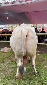 8.6K views · 115 reactions | Sapi super gemuk #sapi #animals #cow #bull | Revan Dolan Kandang | Facebook