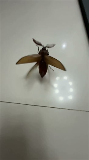 Giant Click Beetle Taking Flight#beetle#insects