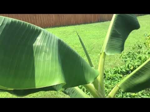 Growing A Banana Tree In A Container-Plastic Bucket Container