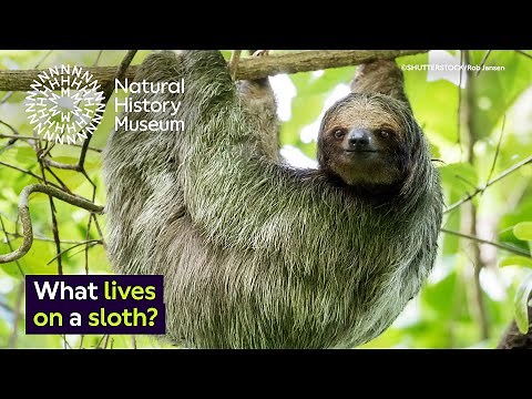 Why does algae grow on sloths? | Surprising Science