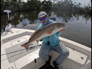 Live Bait Fishing Sanibel and Captiva Island for Snook and Redfish. Big Redfish to end the day!