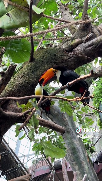 Toucans Feeding Each Other at The Green Planet Dubai