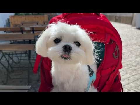 Coffee day with my Maltese Puppies 🐩
