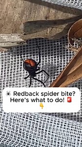 22K views · 28 reactions | Signs of a Redback bite⁠  Nausea⁠ ...