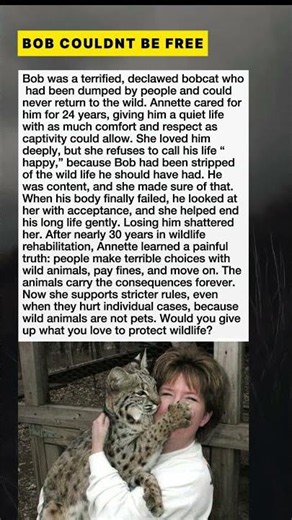 She Loved A Bobcat, But Says Wild Animals Are Not Pets #Shorts #Wildlife #AnimalStory