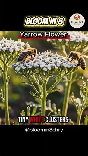 Yarrow Timelapse: Watch Tiny White Blooms Rise in 8 Seconds #shorts #flowers #timelapse #nature