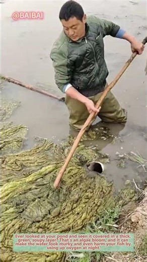 "Genius Pond Hack: Clear Green Algae in Seconds!"