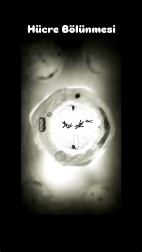 Melek Gönlü | • Hücre Bölünmesi • Vücudumuzda bulunan hücreler bölünme özelliğine sahiptir. Hücre bölünmesi için gerekli şartlar incelendiğinde ilk... | Instagram
