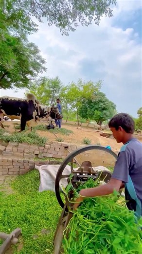 You Won't Believe How This Works! #cow #cowvideos #jcb #asmr #viral #shorts #shortsfeed #viralvideo