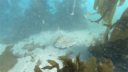 12K views · 384 reactions | “Angel shark, doo doo doodoo doodoo,...