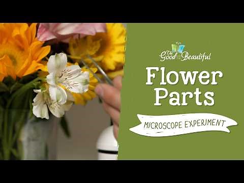 Flower Parts Microscope Experiment | Botany | The Good and the Beautiful