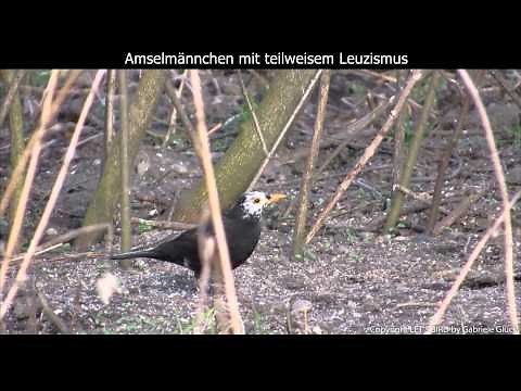 Leuzistisches Amselmännchen - Leucistic Blackbird - Turdus merula (1080p HD)