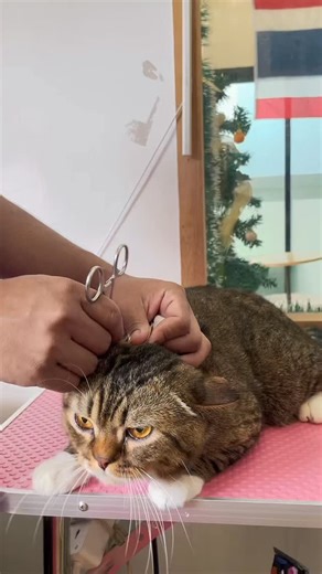 ⭐️น้องโอลาฟ น้องอาโป⭐️ น้องน้องทั้งสองตัวเป็นลูกค้าใหม่มาใช้บริการอาบน้ำที่ร้านเป็นครั้งแรก คุณแม่แจ้งว่าน้องโอลาฟค่อนข้างขี้กลัว และเซนซิทีฟกับอย่างอื่นได้ง่ายพี่ช่างของเราจึงระวังเป็นพิเศษค่ะ🥰🙏🏼 Booking contact branch 1 สาขาเทพารักษ์ Line : https://lin.ee/4RXSrgX ☎️ 02-100-4892 🗓️Open daily 9.00-20.00 (close Tuesdays) Location: near Lotus Srinagarindra https://maps.app.goo.gl/PM1FmCcD7u1iYehb9?g_st=ipc _________________________________ Booking contact branch 2 สาขาสุขุมวิท WhatsApp : wa.me