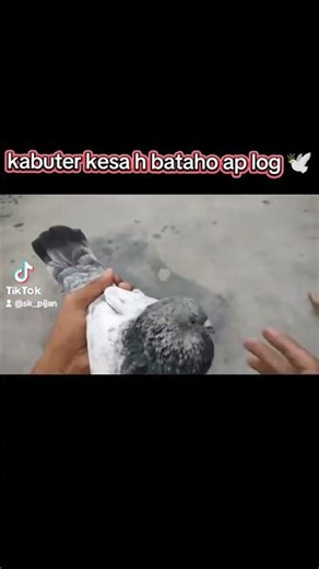 kabuter kesa h bataho ap log 🕊️ #birds #bollywoodsonglyrics #kabootar #bollywoodsongs #pigeon