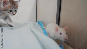 little black striped kitten playing hunts a rat mouse. funny rare video little kitty and a rat run on the bed. cat and mouse concept pet lifestyle