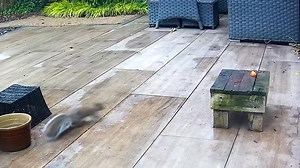 Baby Sidney enjoying an apple slice, he soon got fed up with that! Fussy little b****r 🤣🐿️🐾🐾❤️ | Mr Lumpy & Friends.