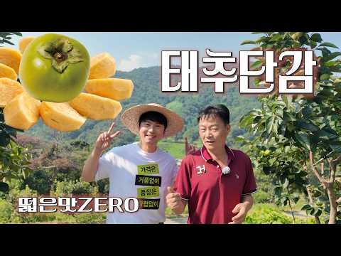 인생 단감 등극! 제철 아삭한 태추단감의 역대급 효능과 변비 예방 꿀팁 🍑