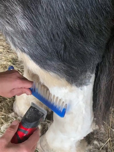 Mastering the Feather Cut: Blending Techniques for Hairdressers