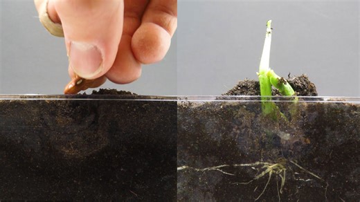 Kidney bean growth time-lapse 🌿 | From seed to plant